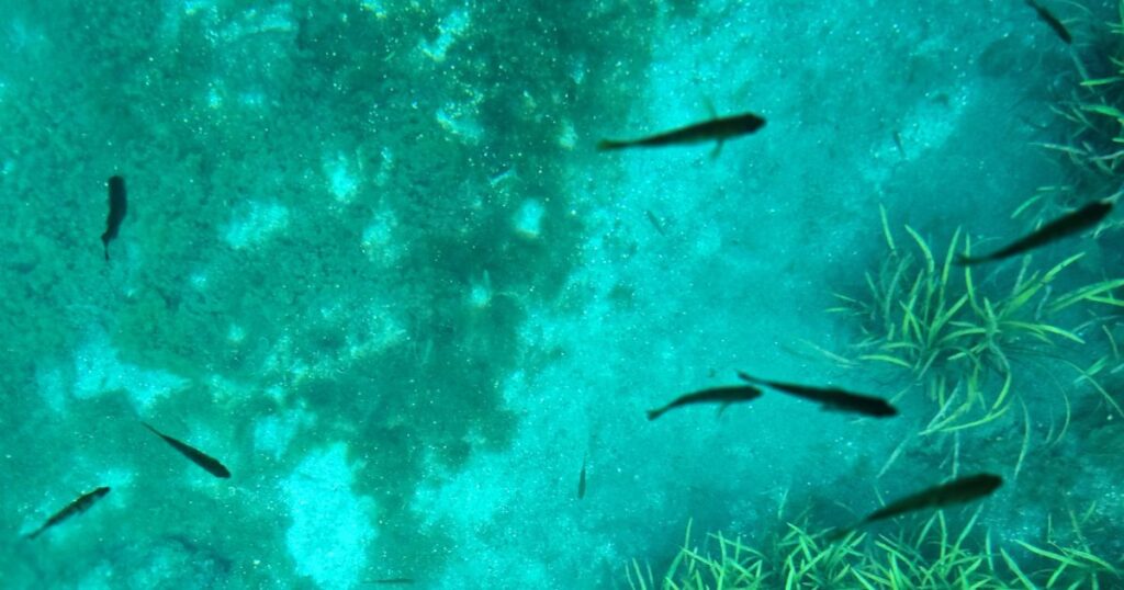 Silver Springs State Park kayaking FISH IN CRYSTAL CLEAR BLUE WATER