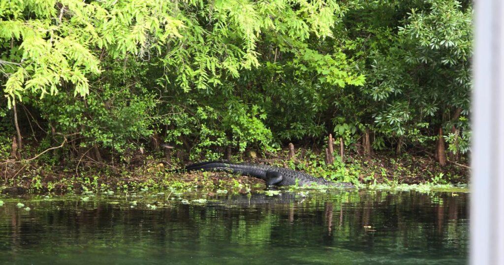 Wildlife kayak tour Silver Springs GATOR ON BANK