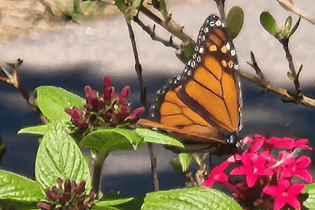 Colorful seasonal blooms in the Olmsted Gardens at Bok Tower Gardens