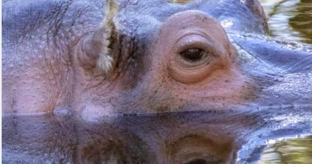 Hippopotamus swimming in water, wildlife, nature, aquatic animal.