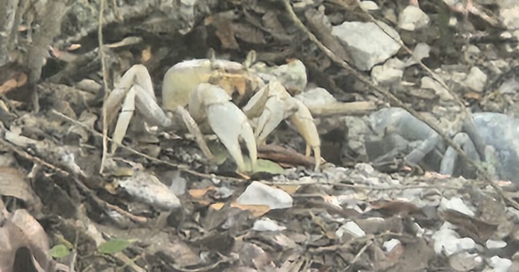 CURRY HAMMOCK STATE PARK | FLORIDA KEYS GUIDE HORSHOE CRAB