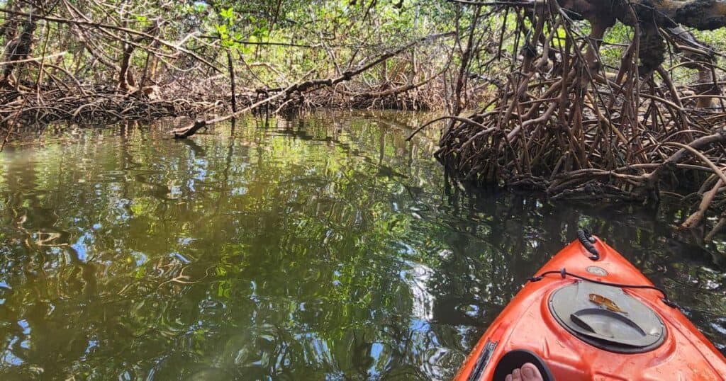 FLORIDA TRAVEL GUIDE KAYAKING IN CURRY HAMMOCKS MANGROVE TUNNELS