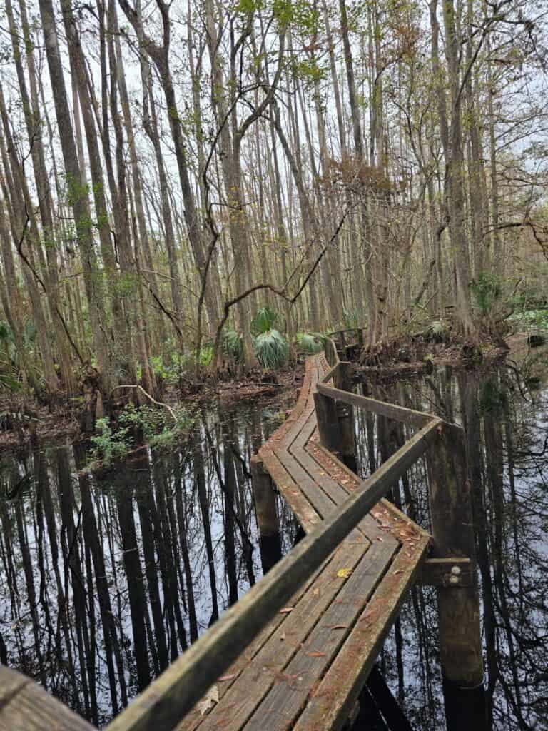 Scenic wooden boardwalk through a Florida swamp with towering cypress trees, calm reflective water, and natural Old Florida hiking views.