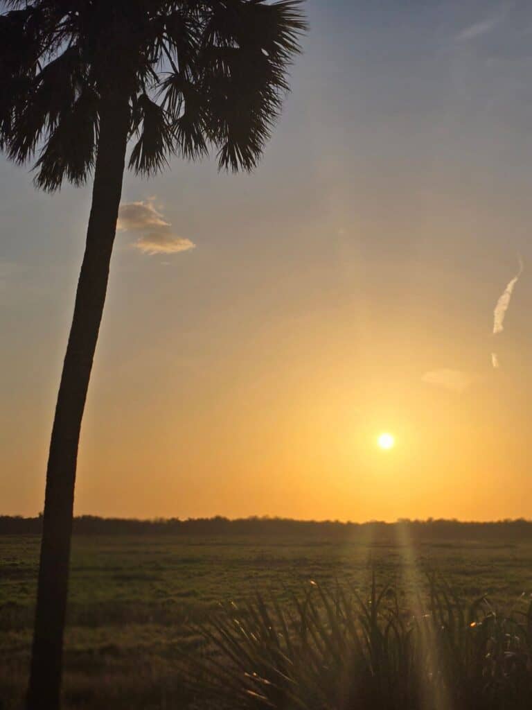 Florida sunset with a silhouetted palm tree overlooking an open prairie landscape, glowing orange and pink skies, and peaceful Old Florida nature scenery.
